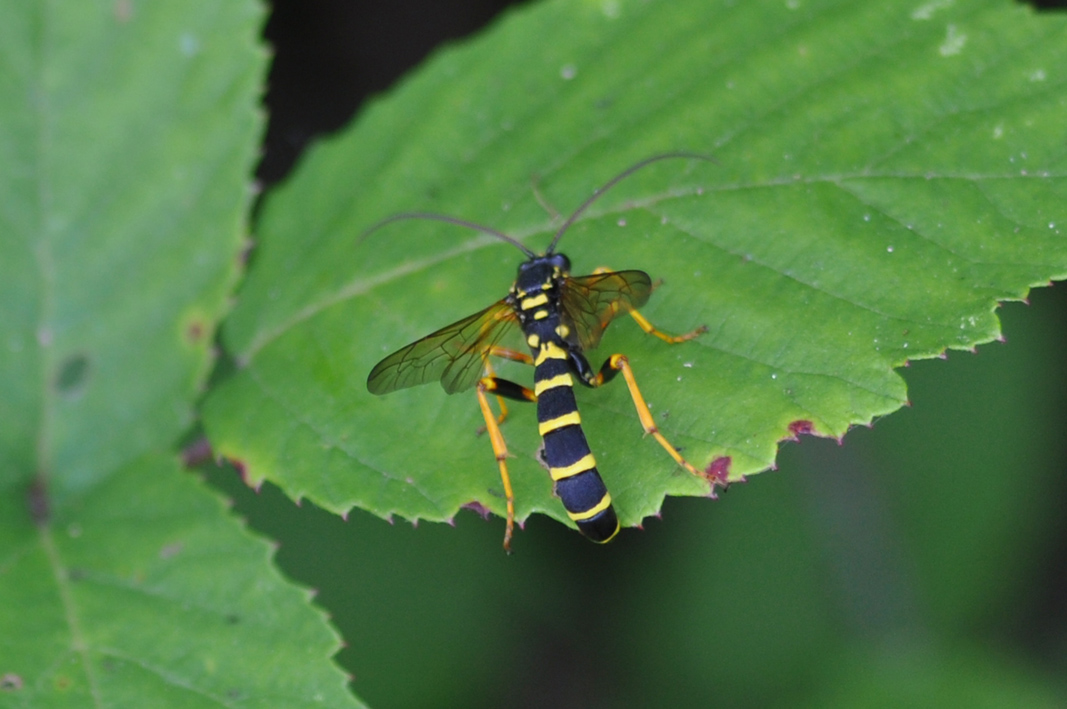 Strna vespa da identificare